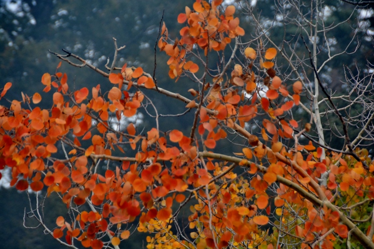 closeup of orange leaves
